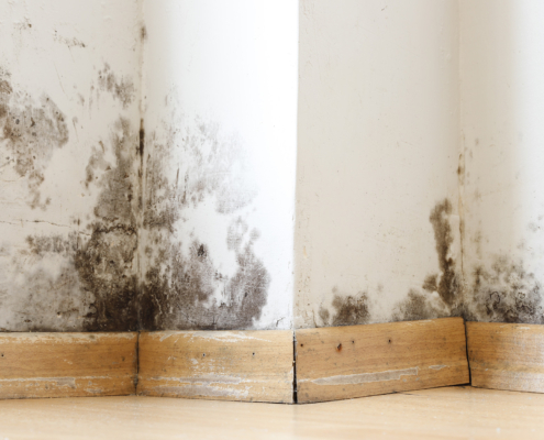 Front view of a lower portion of a wall near the baseboard affected by mold and water damage