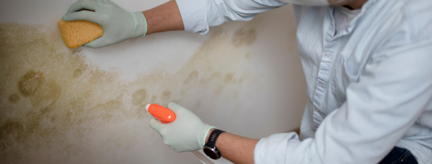 Man, mold remediation services. Boerne Mold Removal