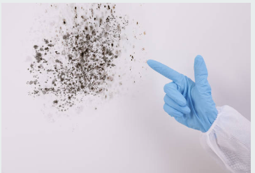 Contact Prime Time For Commercial Mold Remediation Service