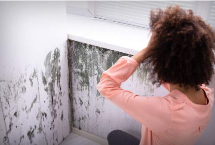 Contact Prime Time For Commercial Mold Remediation Service