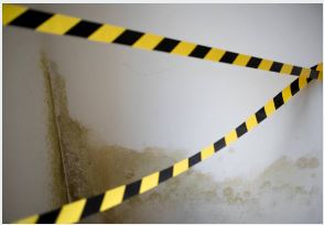 Contact Prime Time For Commercial Mold Remediation Service