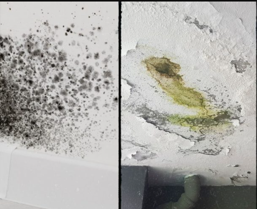 Mold Remediation 101: 7 Critical Signs, Hidden Risks, and When to Finally Call a Professional 2 warning signs that mold remediation is needed including peeling paint and ceiling water stains
