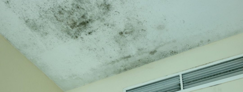 Mold Remediation 101: 7 Critical Signs, Hidden Risks, and When to Finally Call a Professional 1 mold remediation needed on wall showing black mold growth in residential home