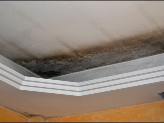 5 Critical Reasons Fast Water Damage Restoration Austin TX Saves Your Property and Wallet 2 water damage restoration Austin mold growth on wall after delayed response